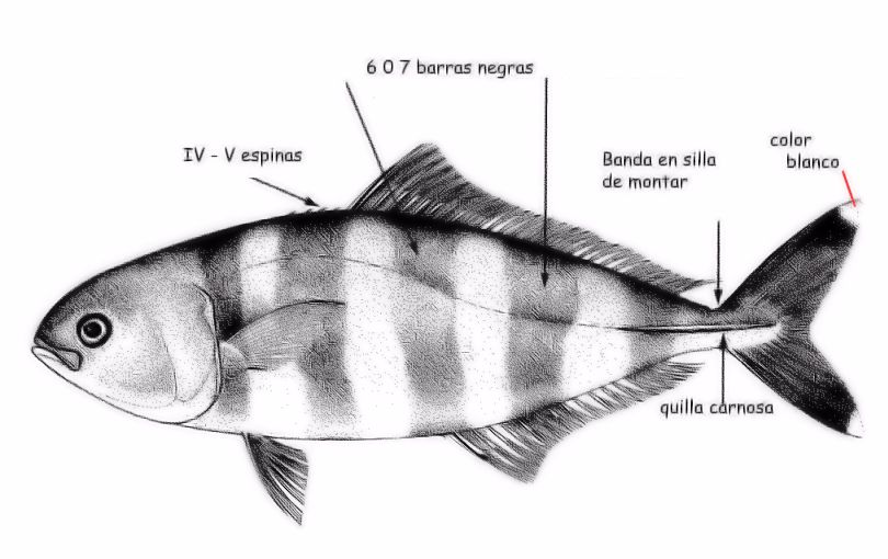 Naucrates ductor_001.jpg